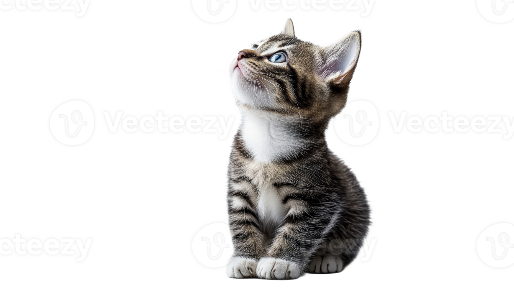Cute kitten gazing upward in bright environment png