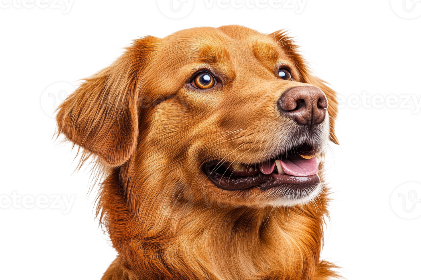 Joyful golden retriever on display png