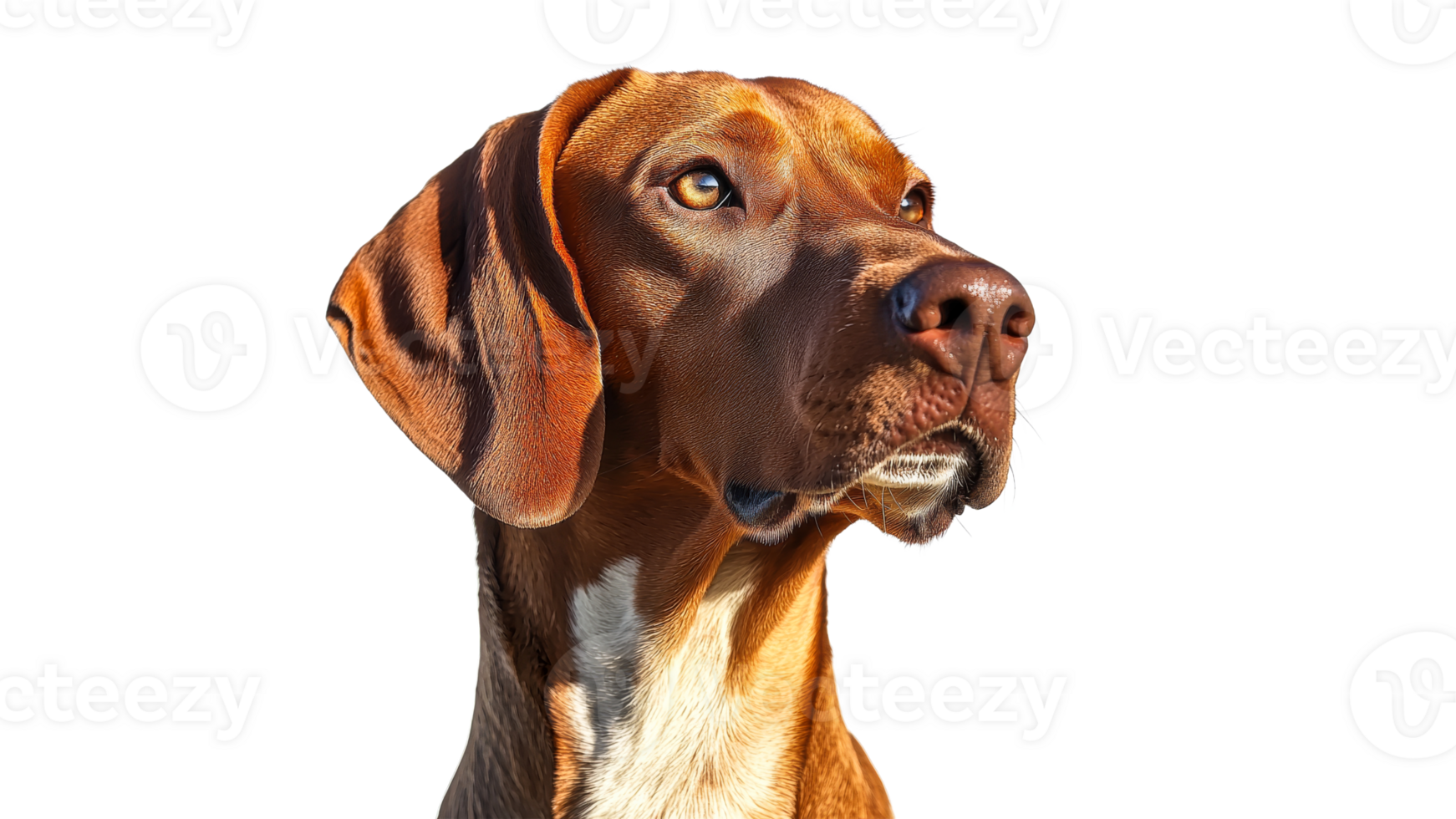 Portrait of a brown dog with striking expression png