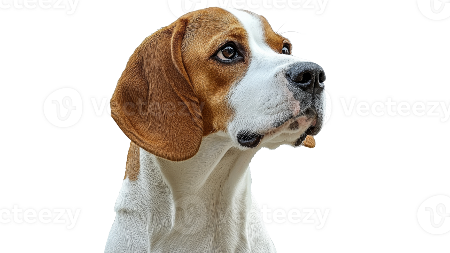 Beagle sitting with a curious expression at home png
