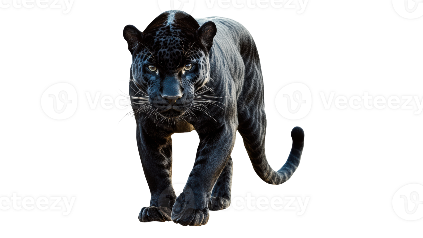 Elegant black panther prowling in the wild png