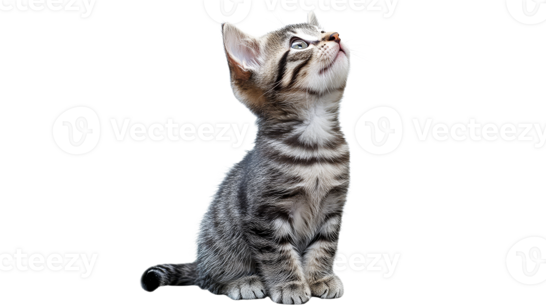 Cute striped kitten looking up with curiosity png