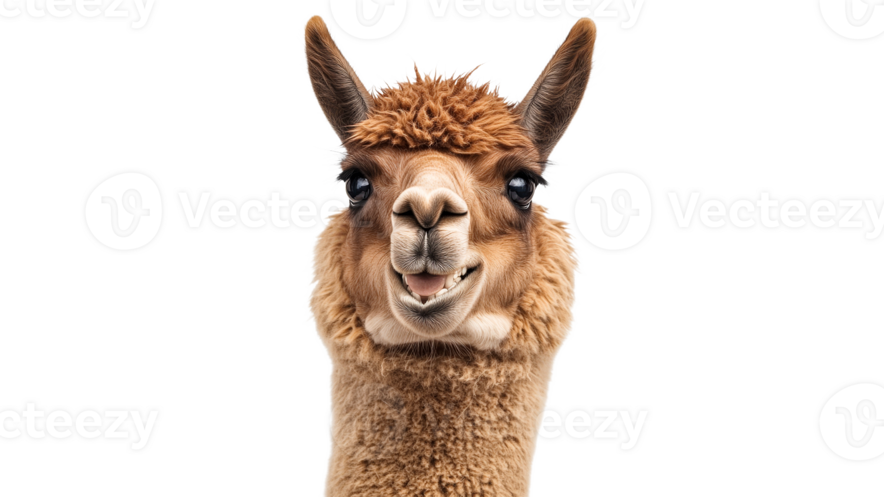 A cheerful alpaca smiles warmly at the camera png