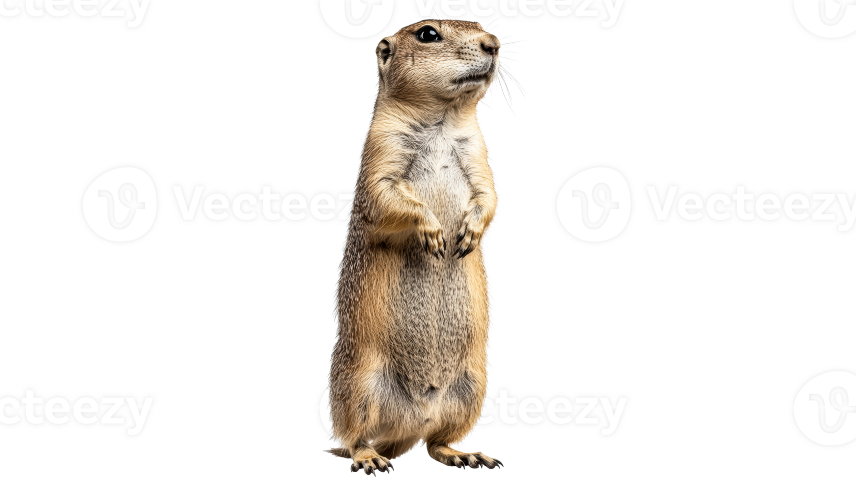 Small mammal standing alert in natural pose png