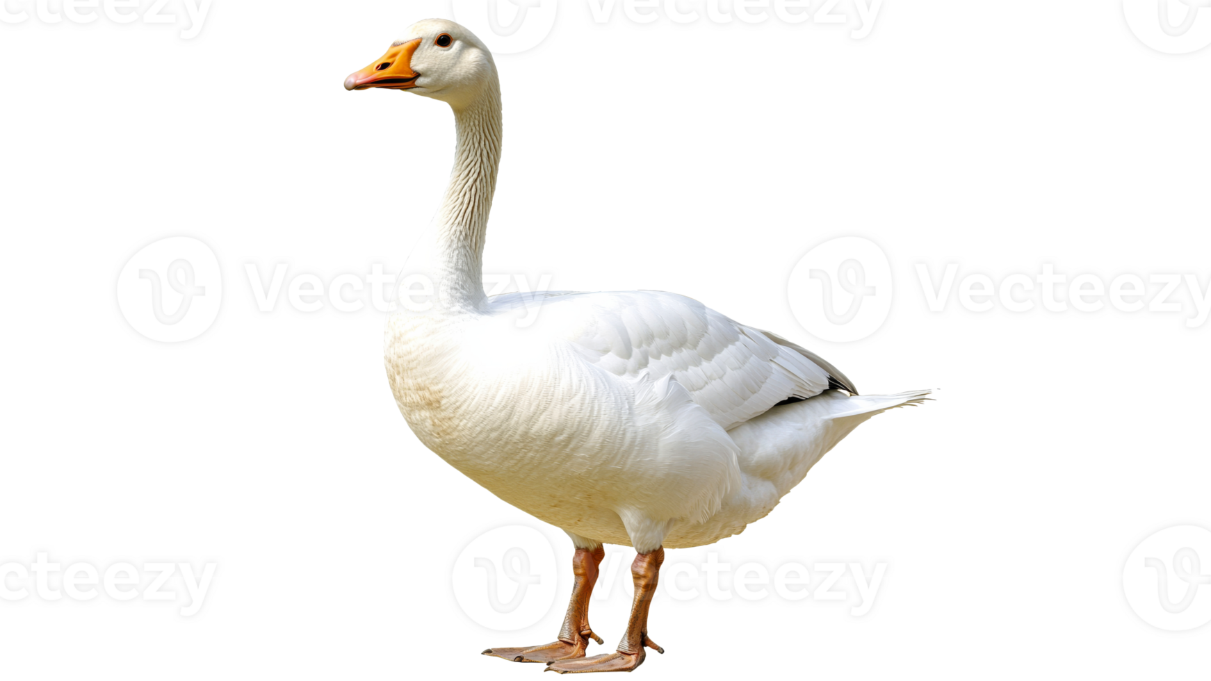 Large white goose standing on a white background png