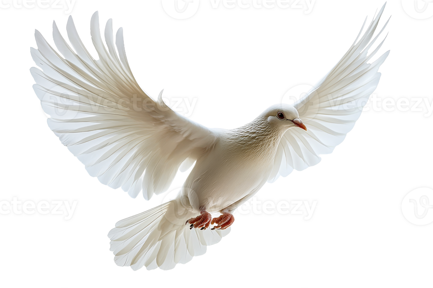 White dove soaring on white backdrop png