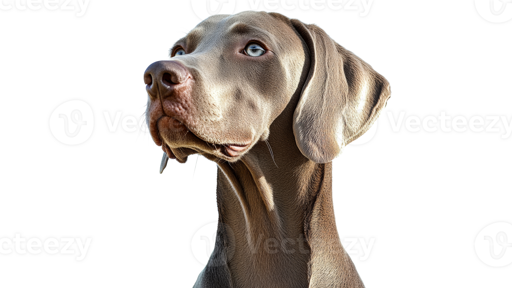 Weimaraner dog with striking blue eyes png