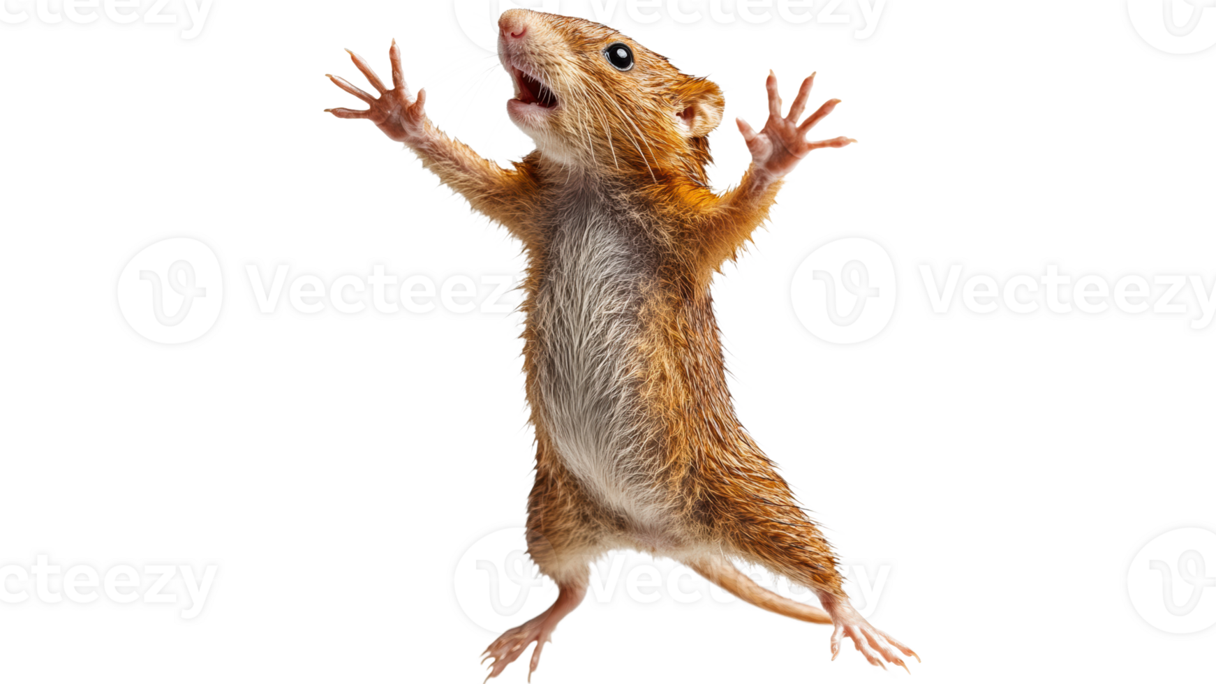 Sore mouse standing on hind legs in playful pose png