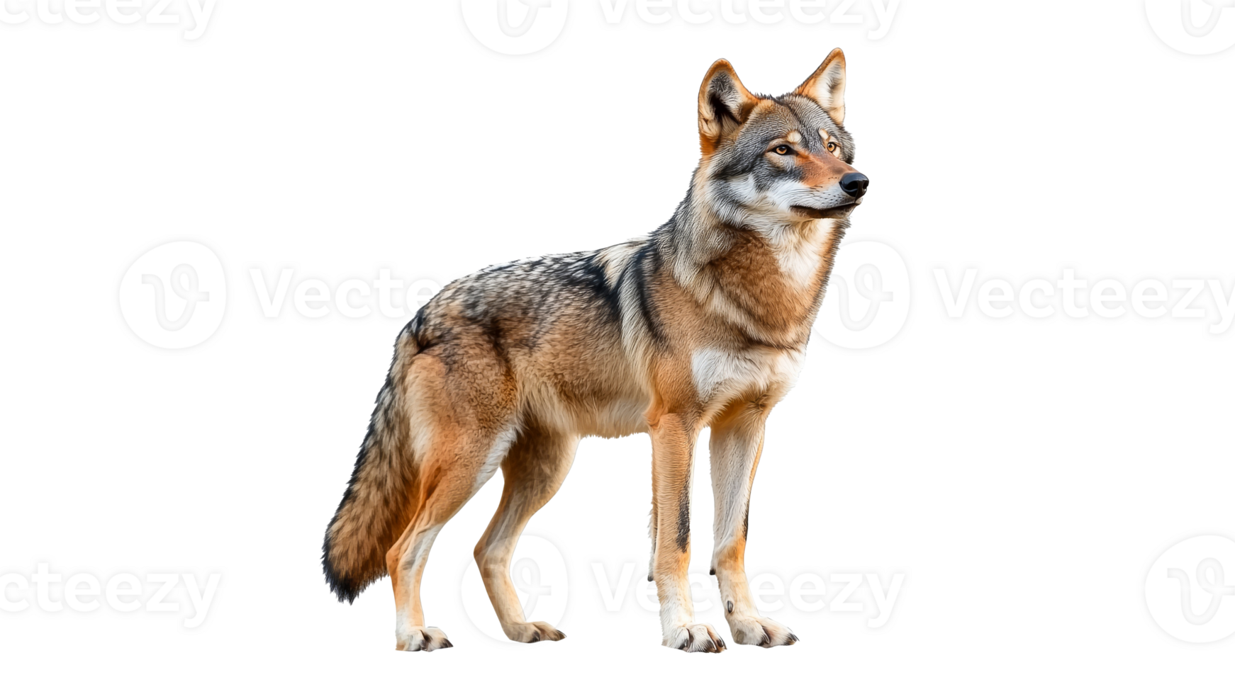 Wolf standing proudly in the wilderness png