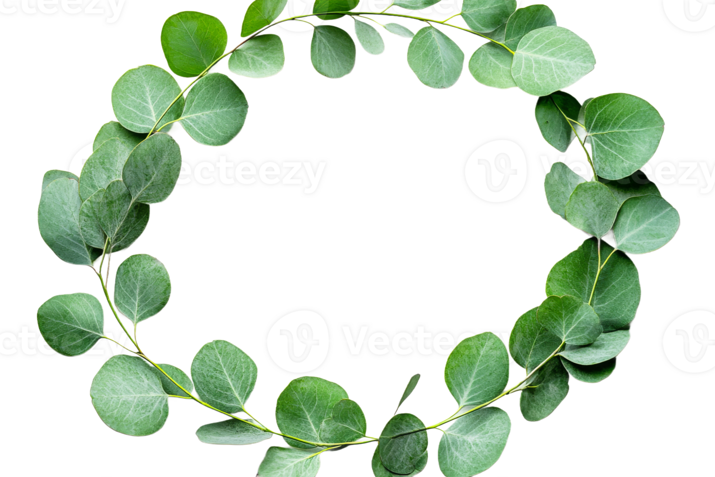 Circular arrangement of green eucalyptus leaves png