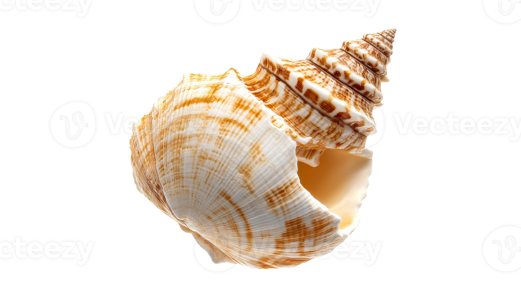 Beautiful shell with intricate patterns on display png