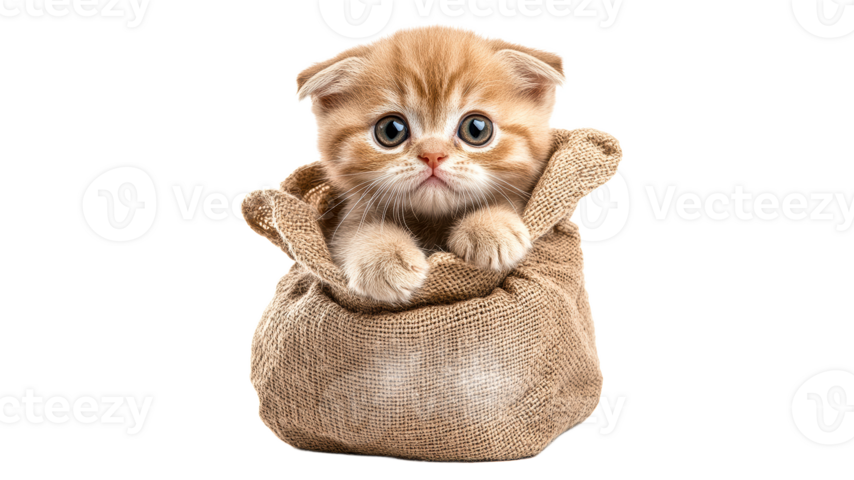 Cute kitten peeking out of burlap sack png