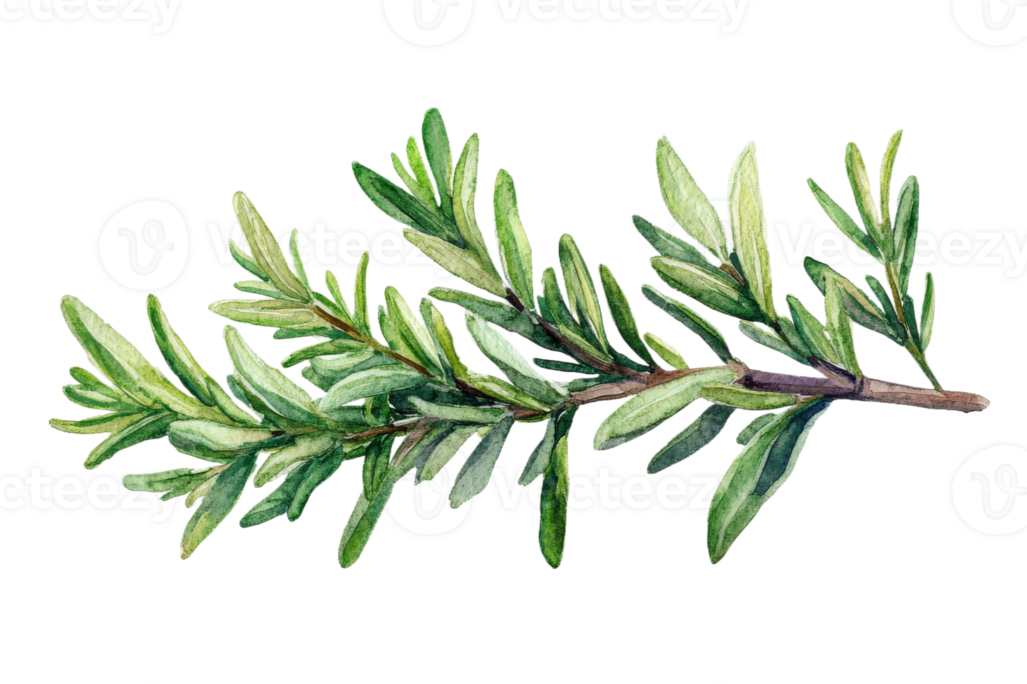Fresh greenery showcasing a sprig of rosemary png