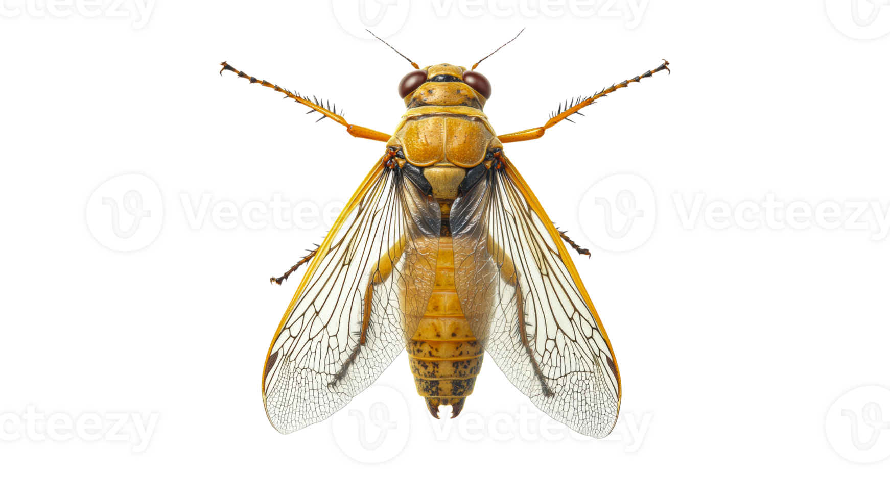 Detailed view of a cicada on a plain background png