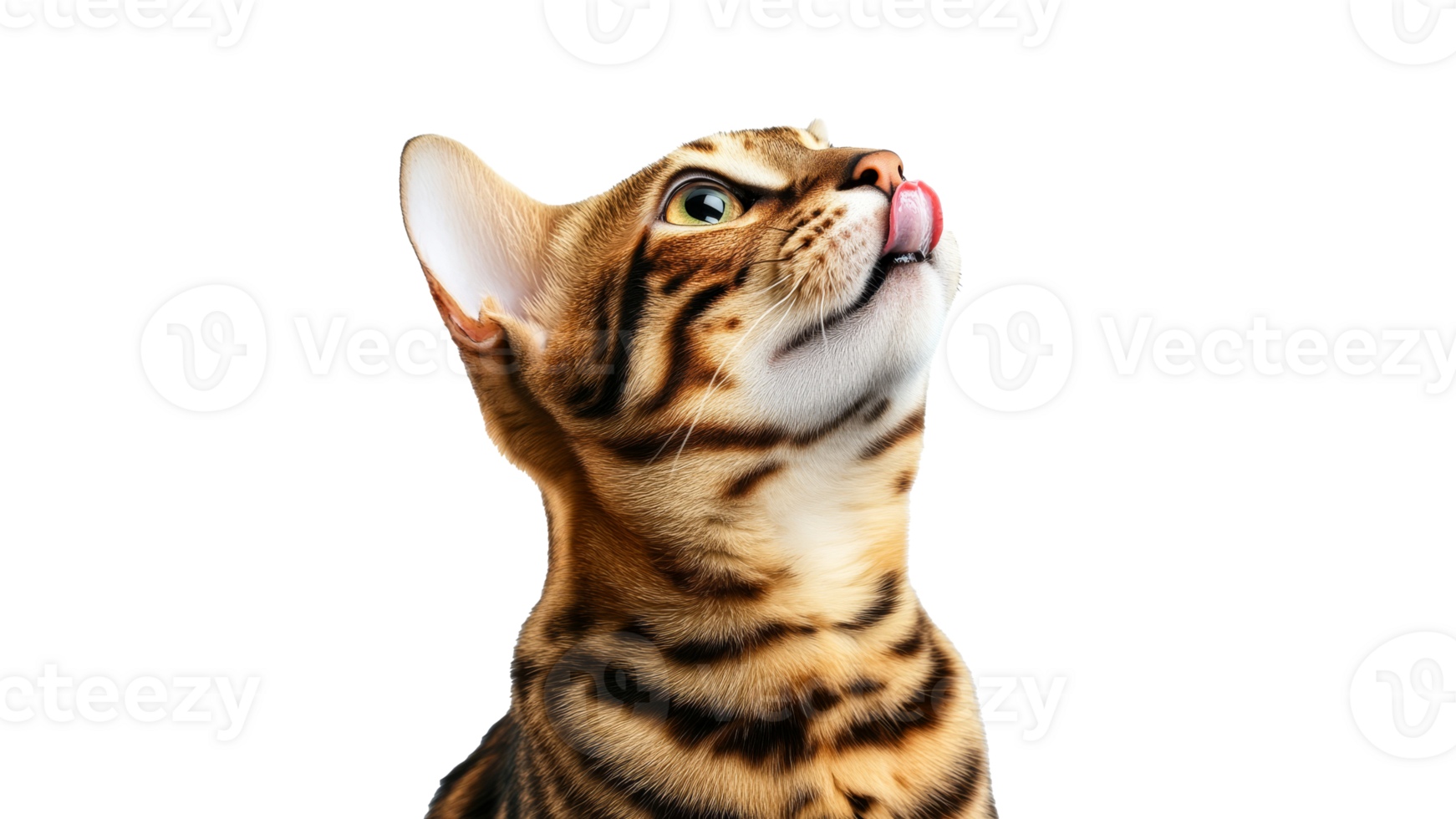 Elegant Bengal cat with playful demeanor png