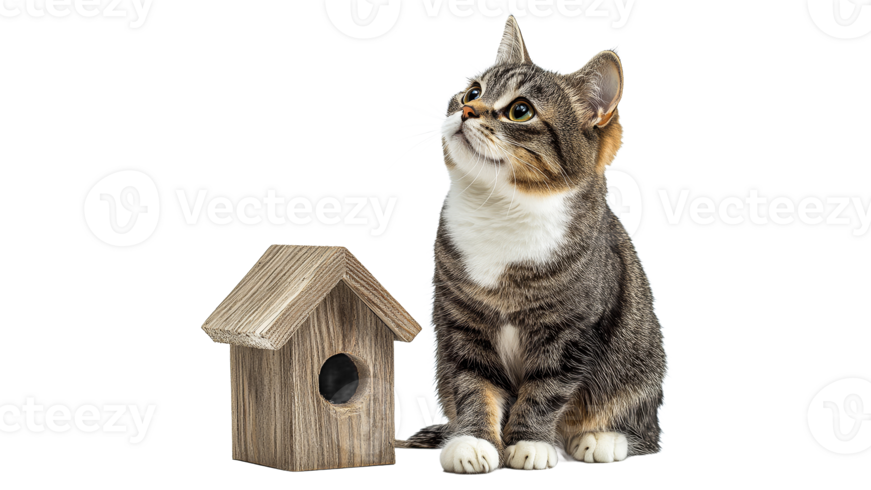 Cat looking up at small wooden birdhouse png