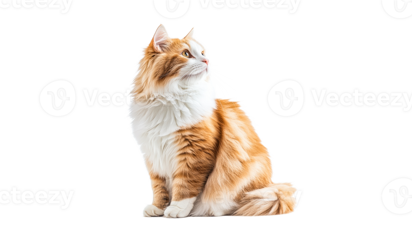 Fluffy orange and white cat sitting gracefully png