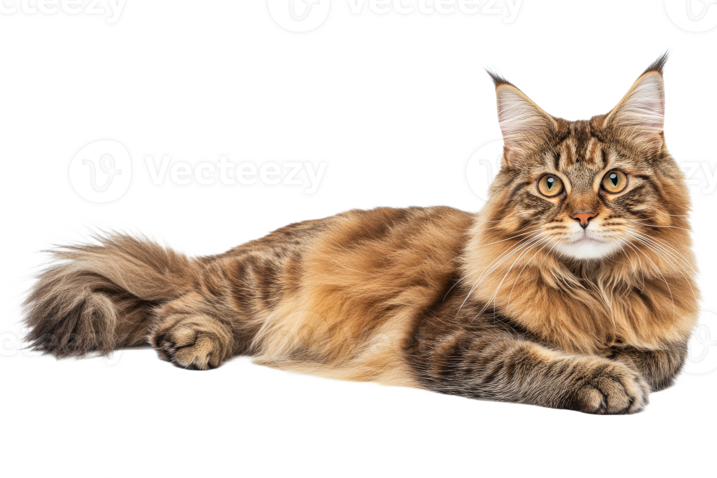 Maine cat relaxing on a white background png