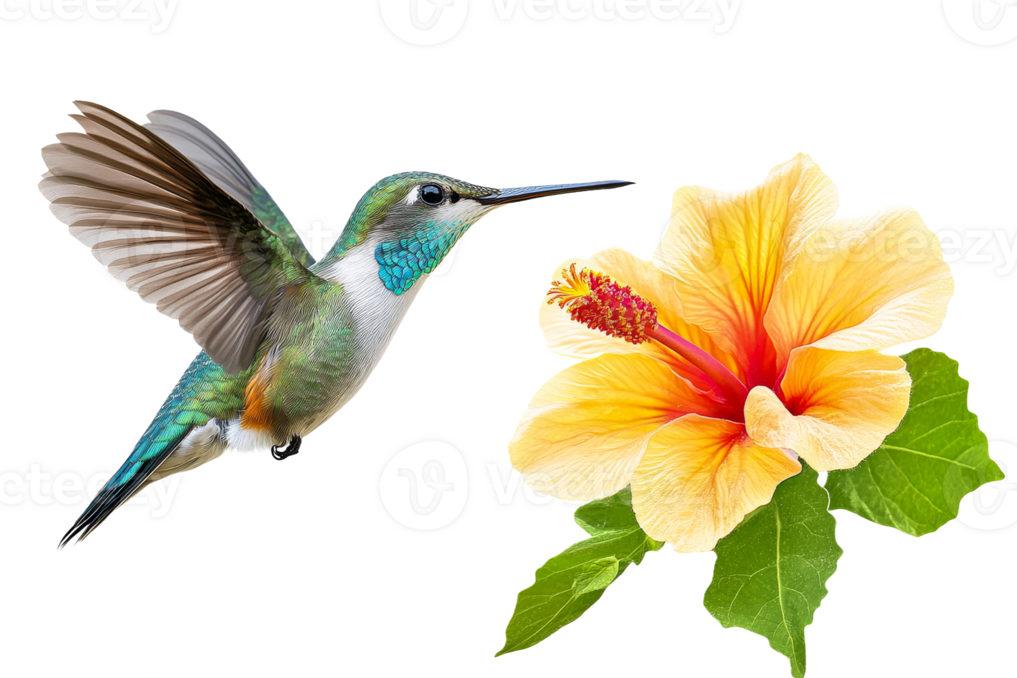 Hummingbird by bright flower png