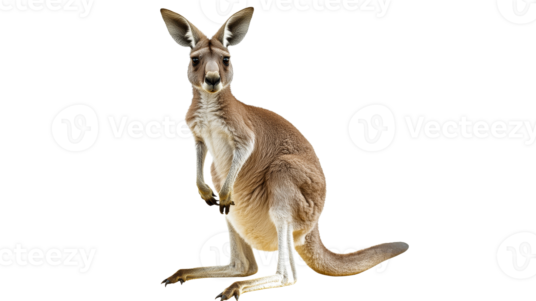 Kangaroo standing upright in natural pose transparent background png