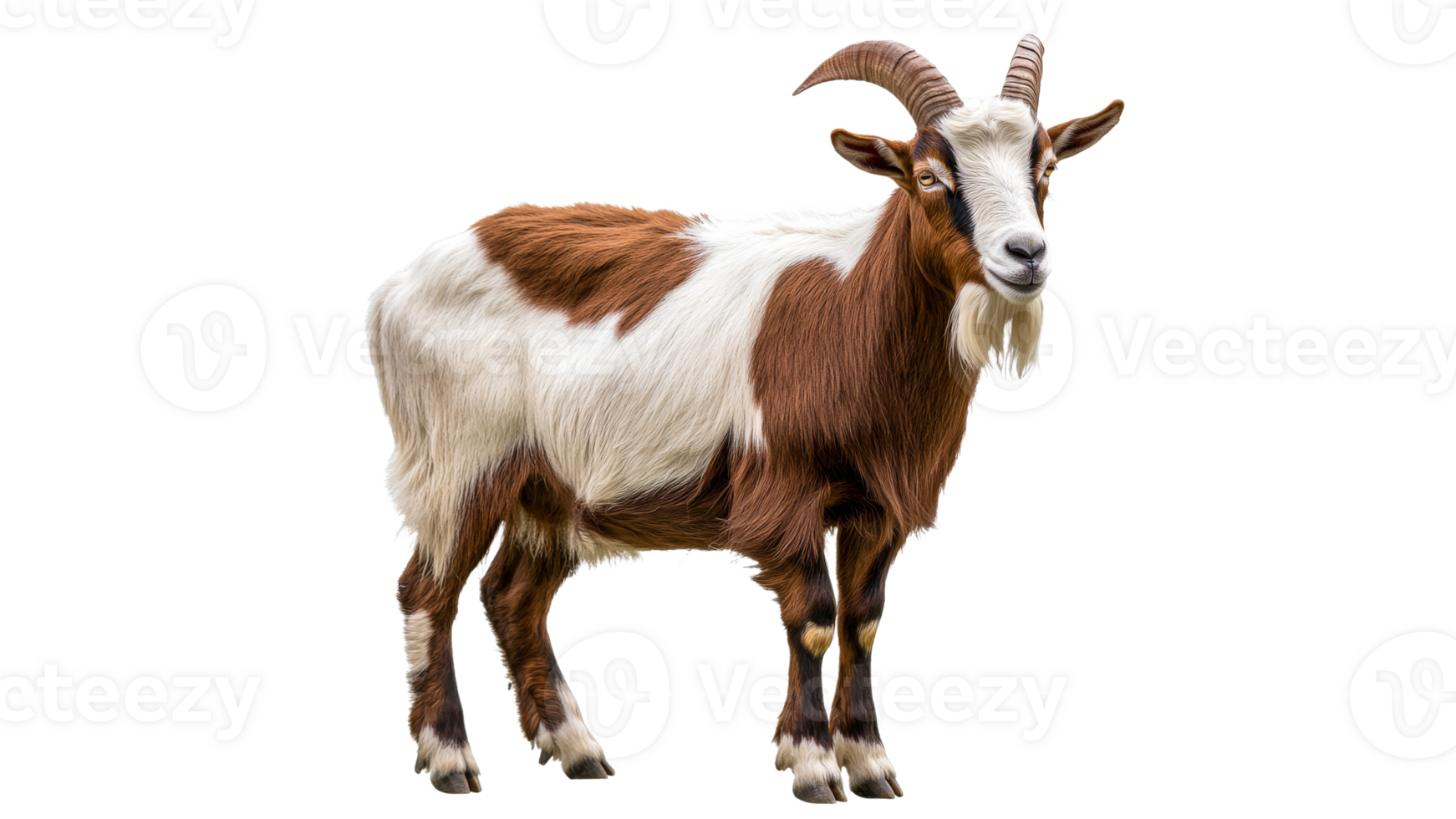 Goat standing in a bright setting during daytime png