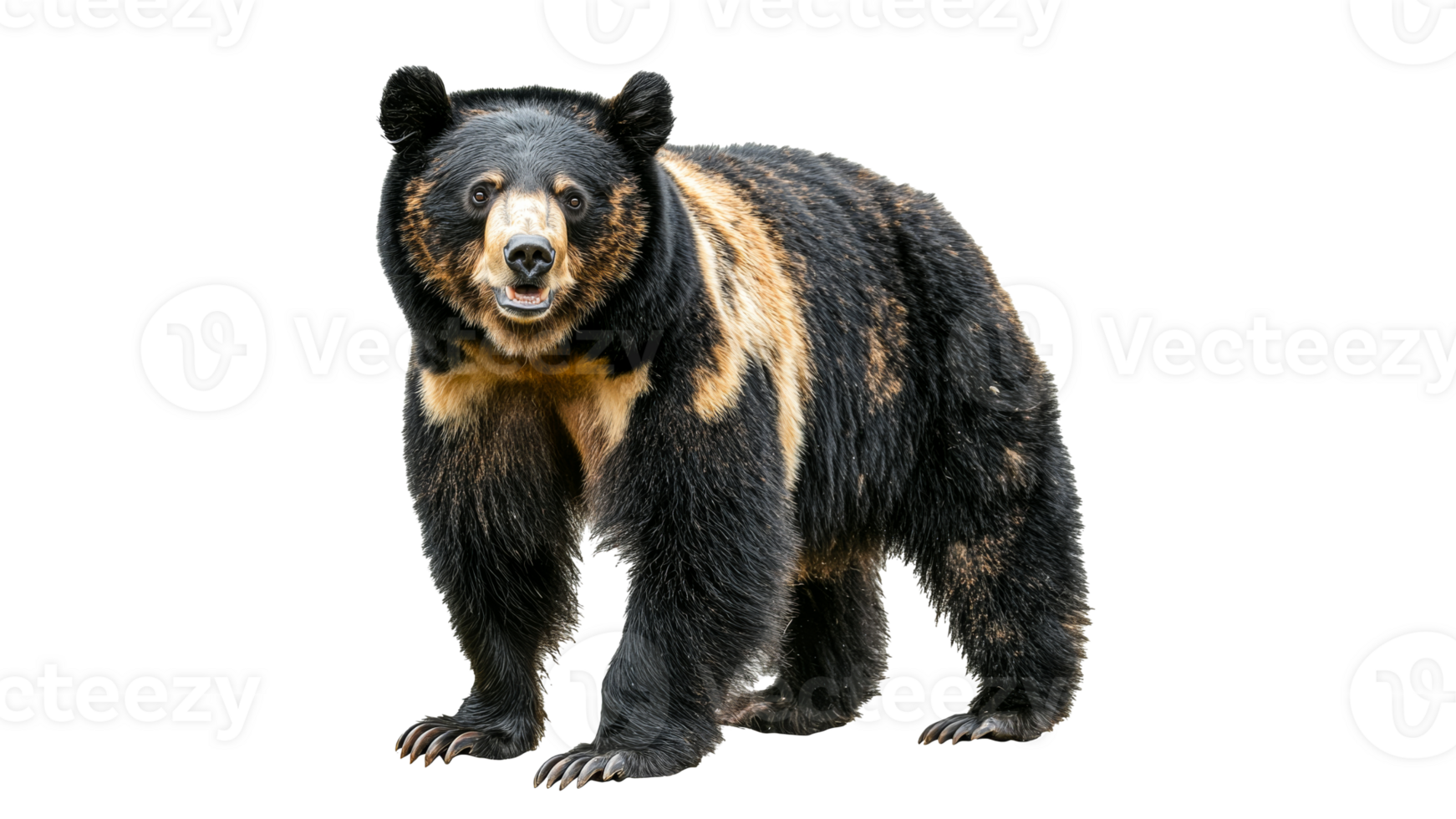 Bear stands proudly against a plain background png