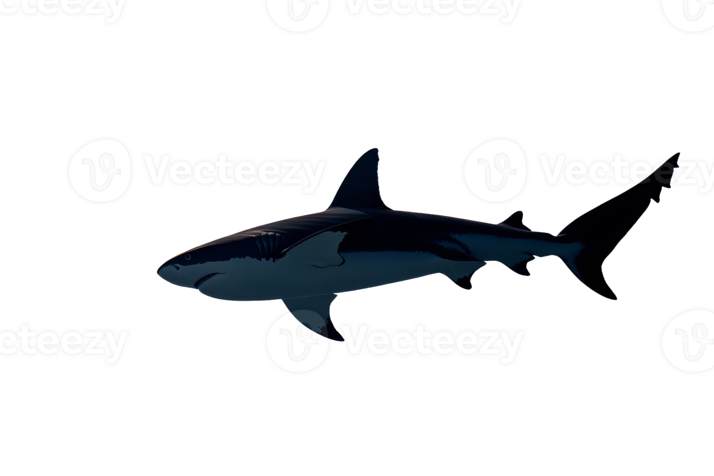 Shark gliding in clear water png