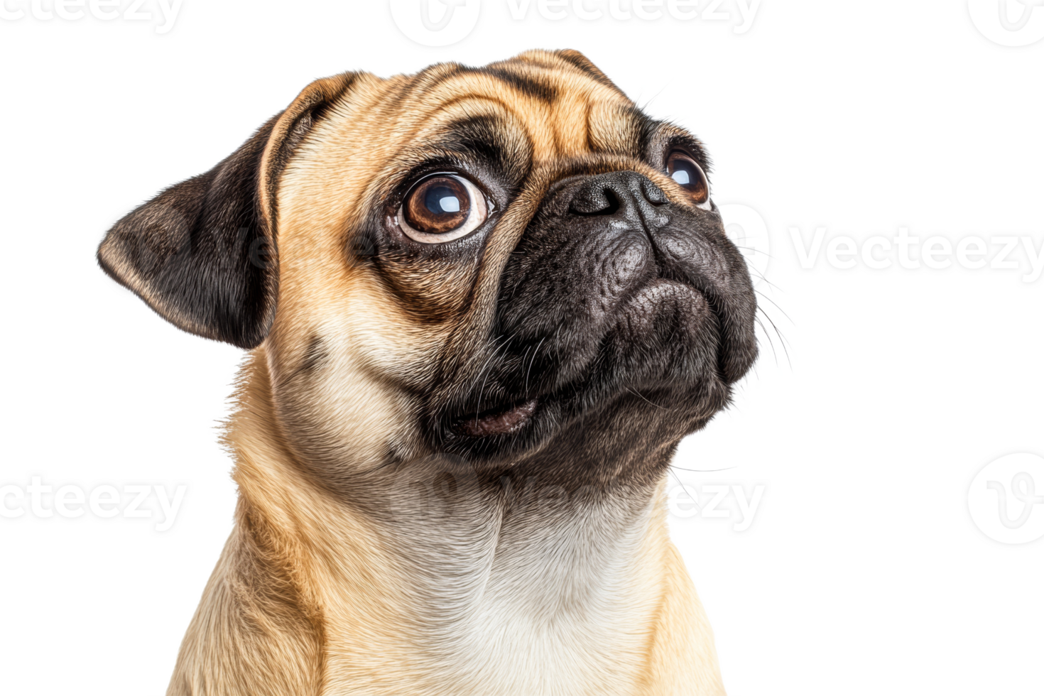 Cute pug with bright, expressive eyes png