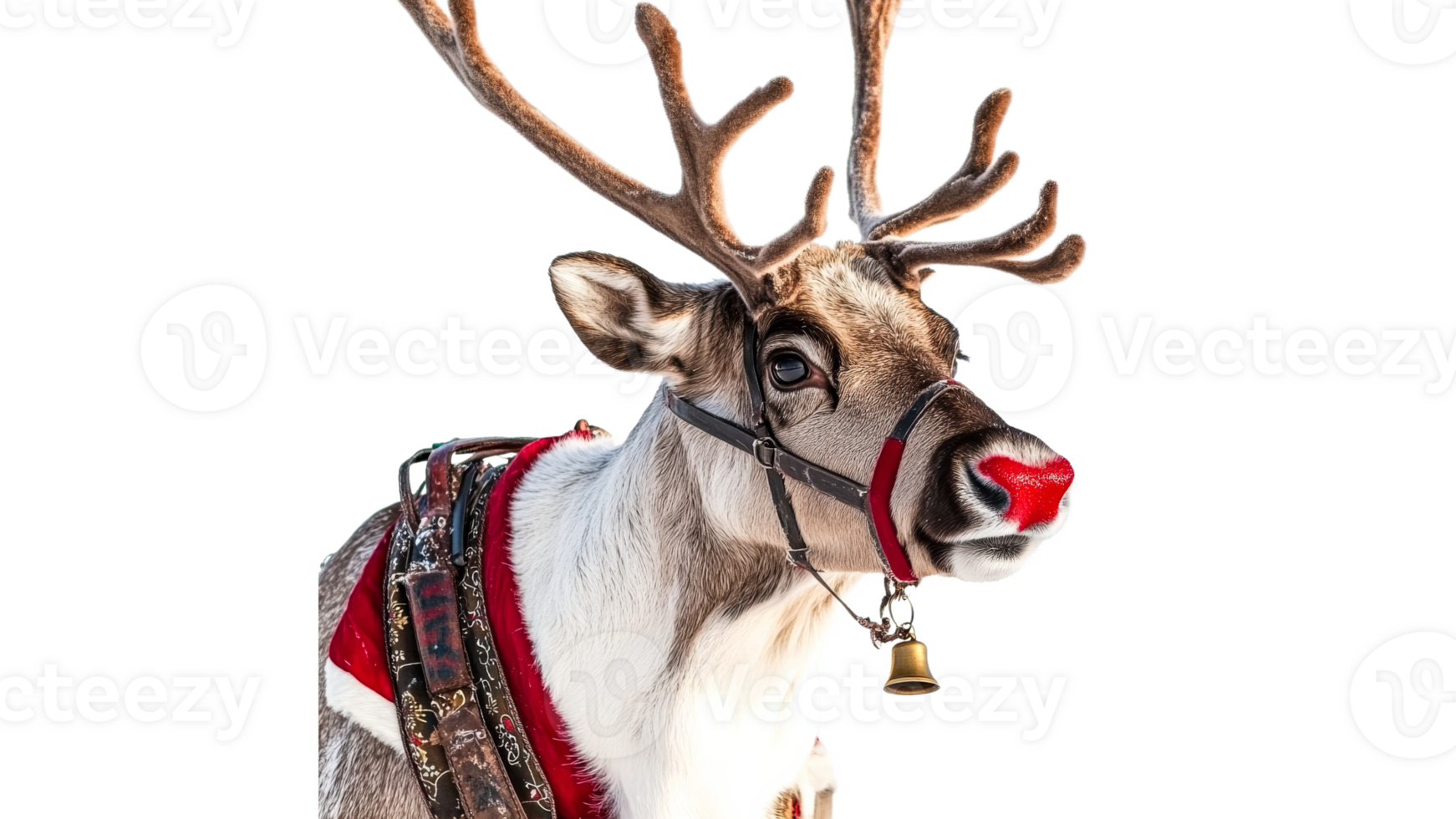 Reindeer wearing festive harness with red nose png