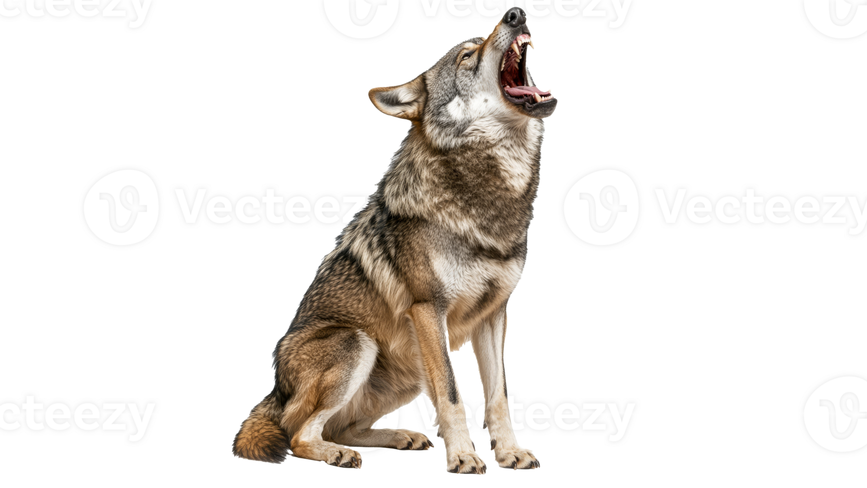 Howling wolf in a natural setting during daytime png