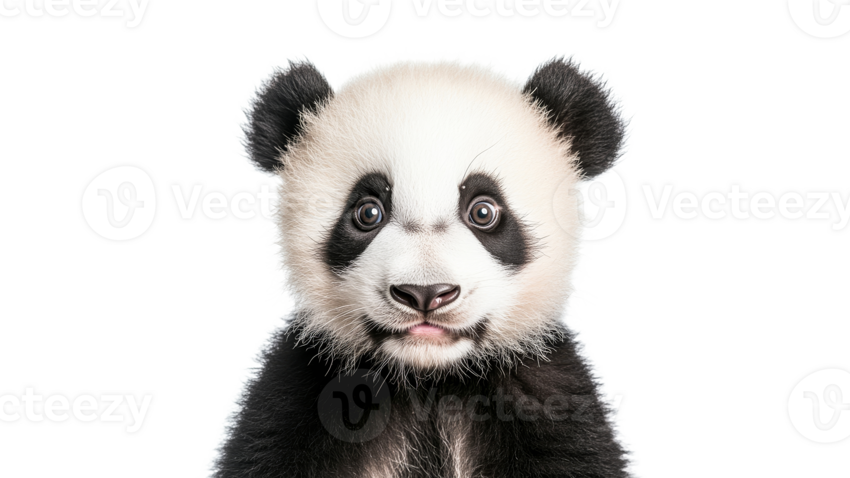 Cute panda cub with expressive eyes and fluffy fur png