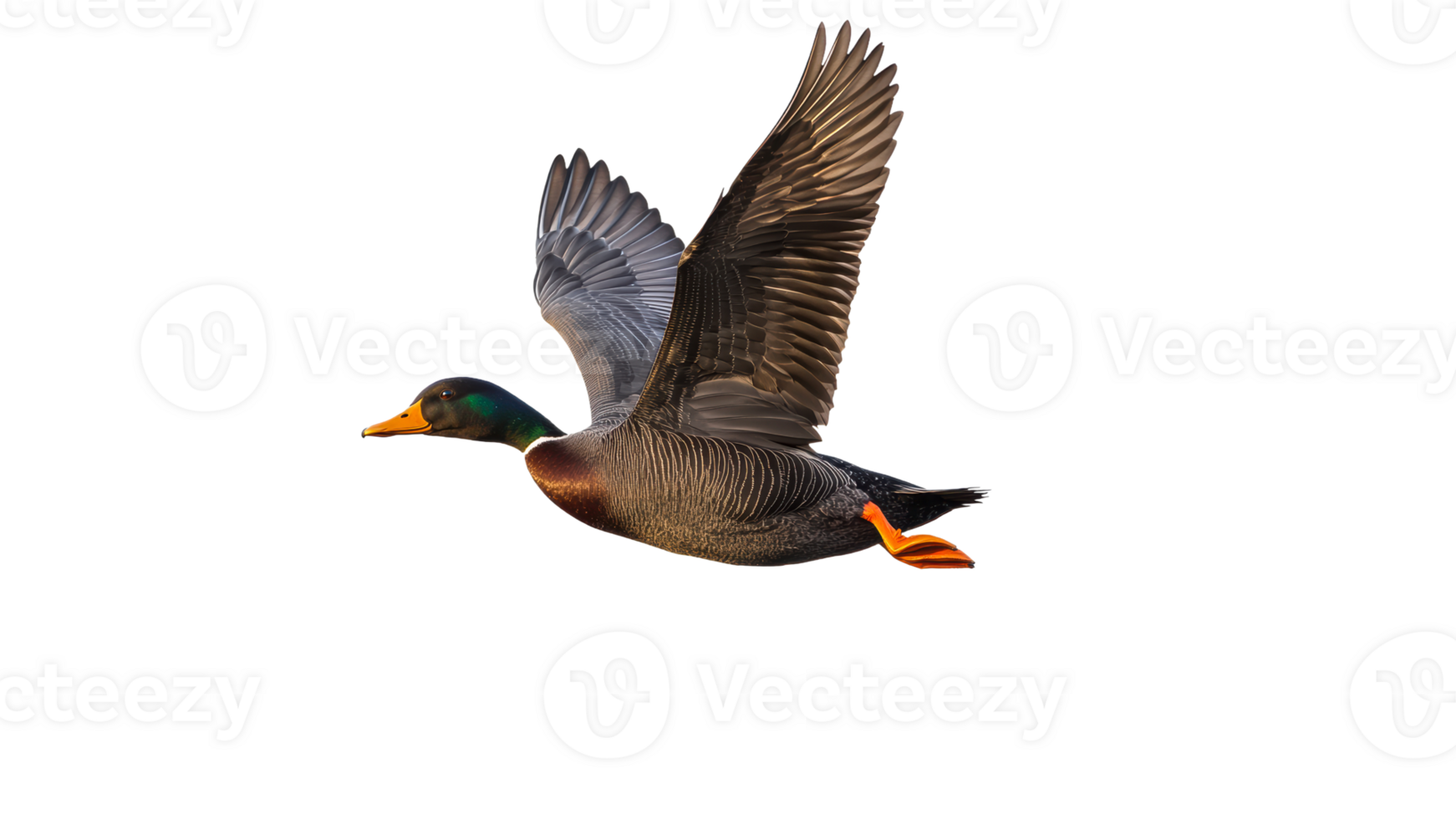 Mallard duck soaring through clear sky png