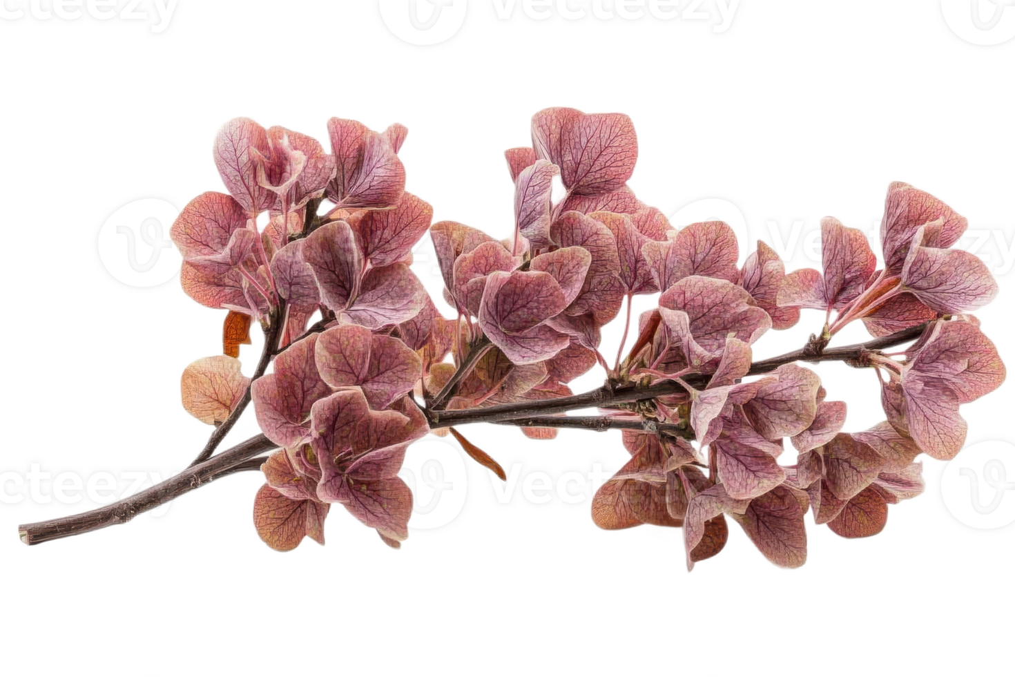 Unique texture of dried purple leaves png