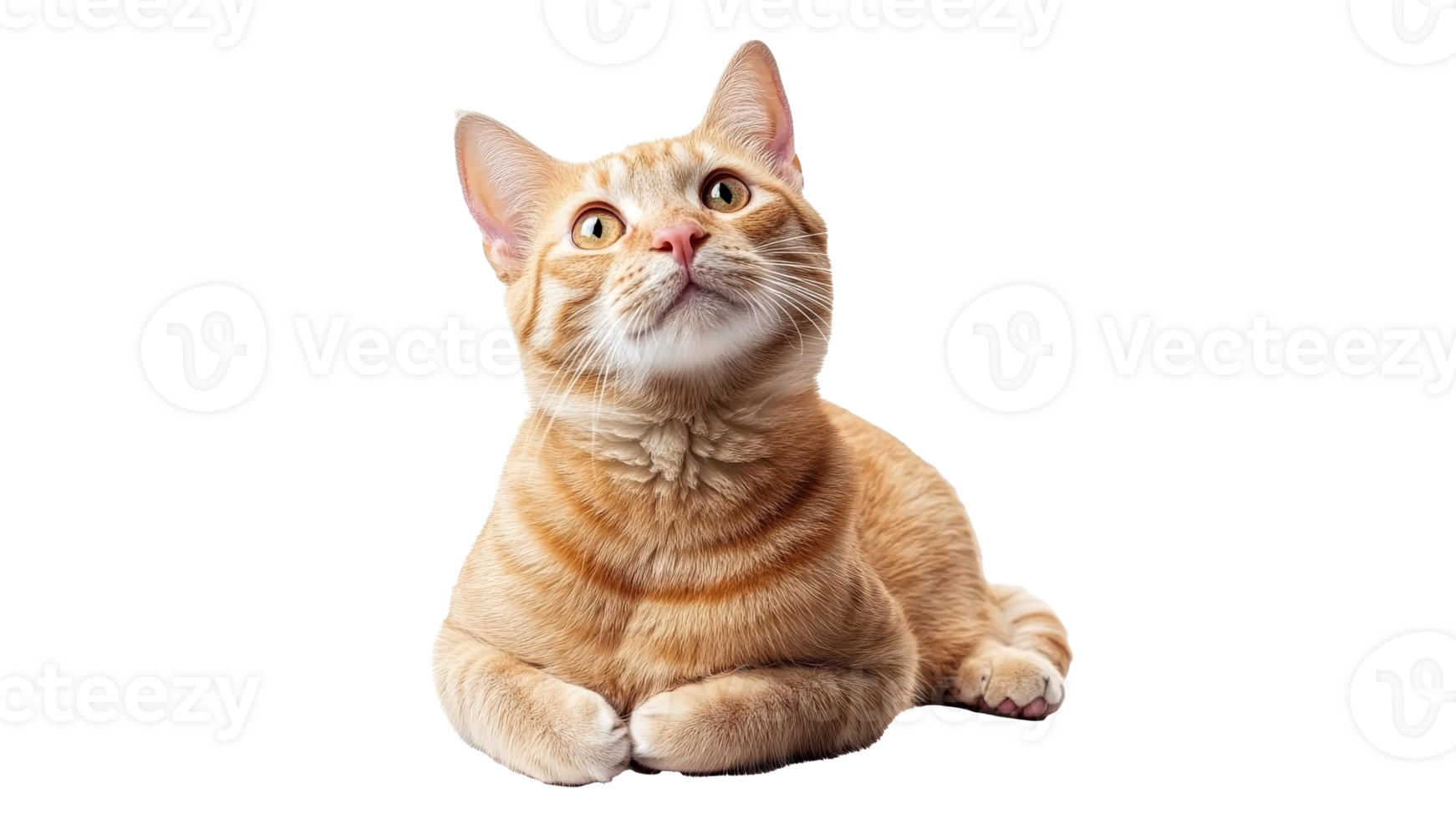 Curious orange cat relaxing inside png