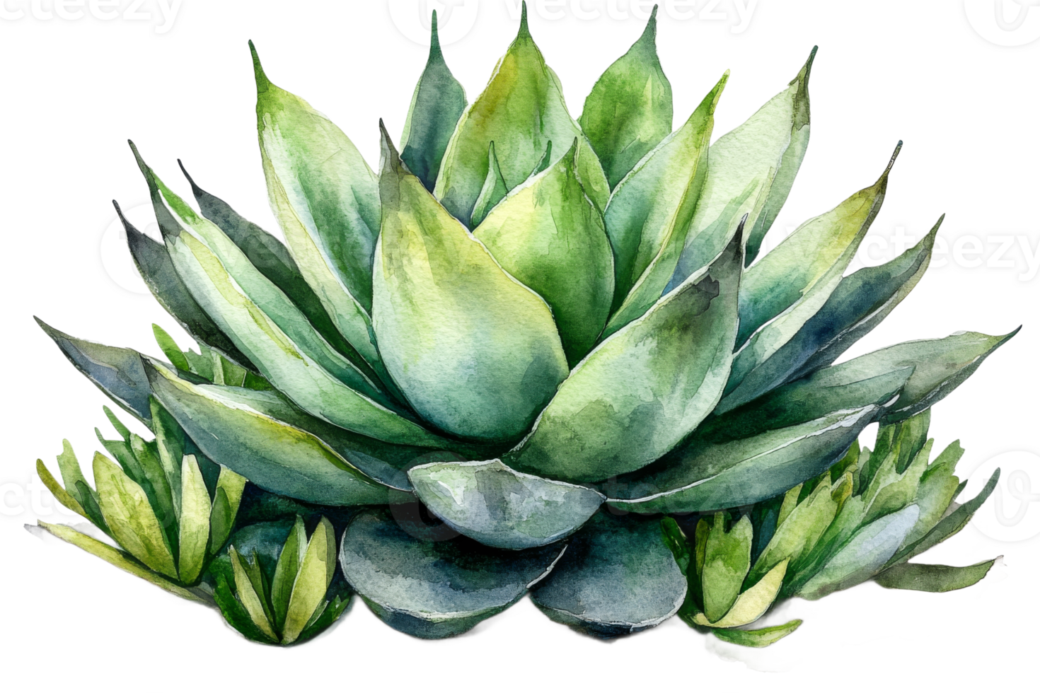 Vibrant watercolor painting of succulent plants png