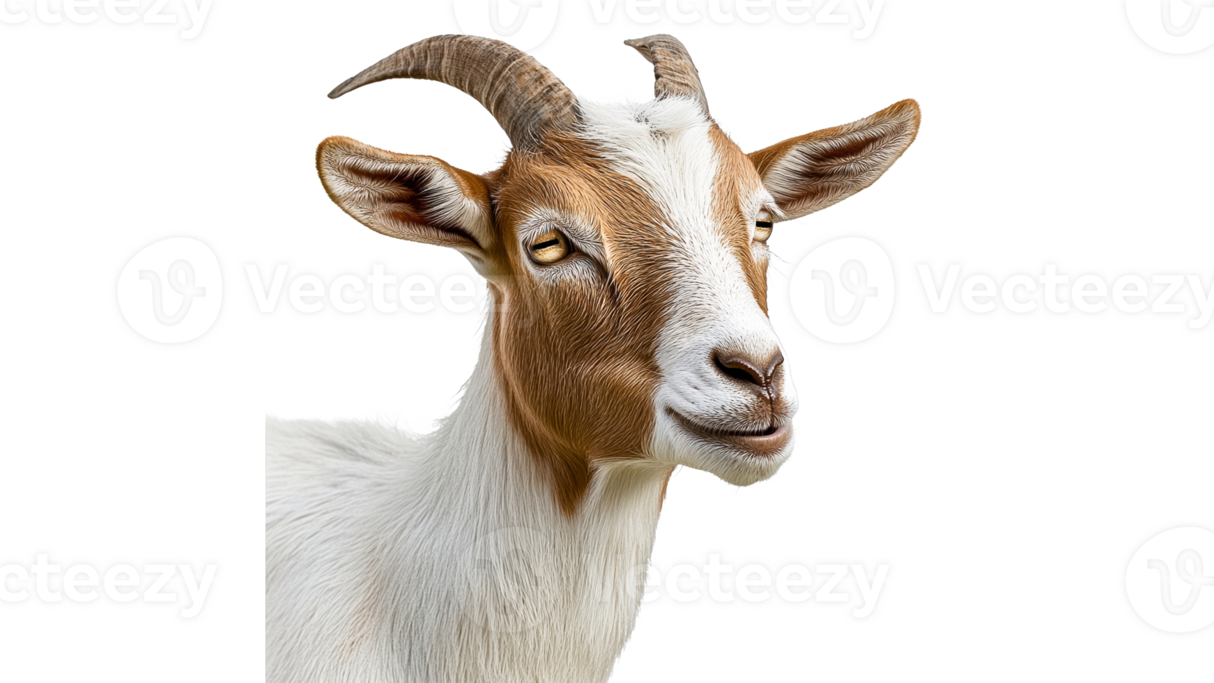 Goat with a playful expression in a studio setting png