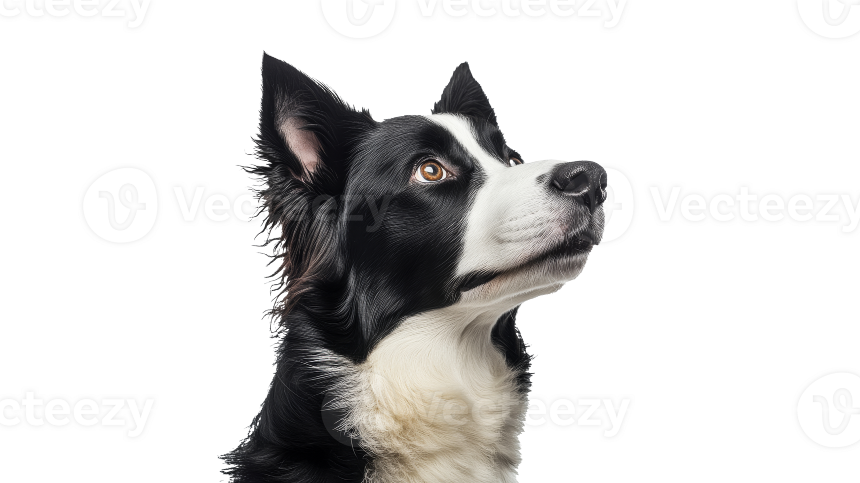 Border collie looking curiously with focused gaze png