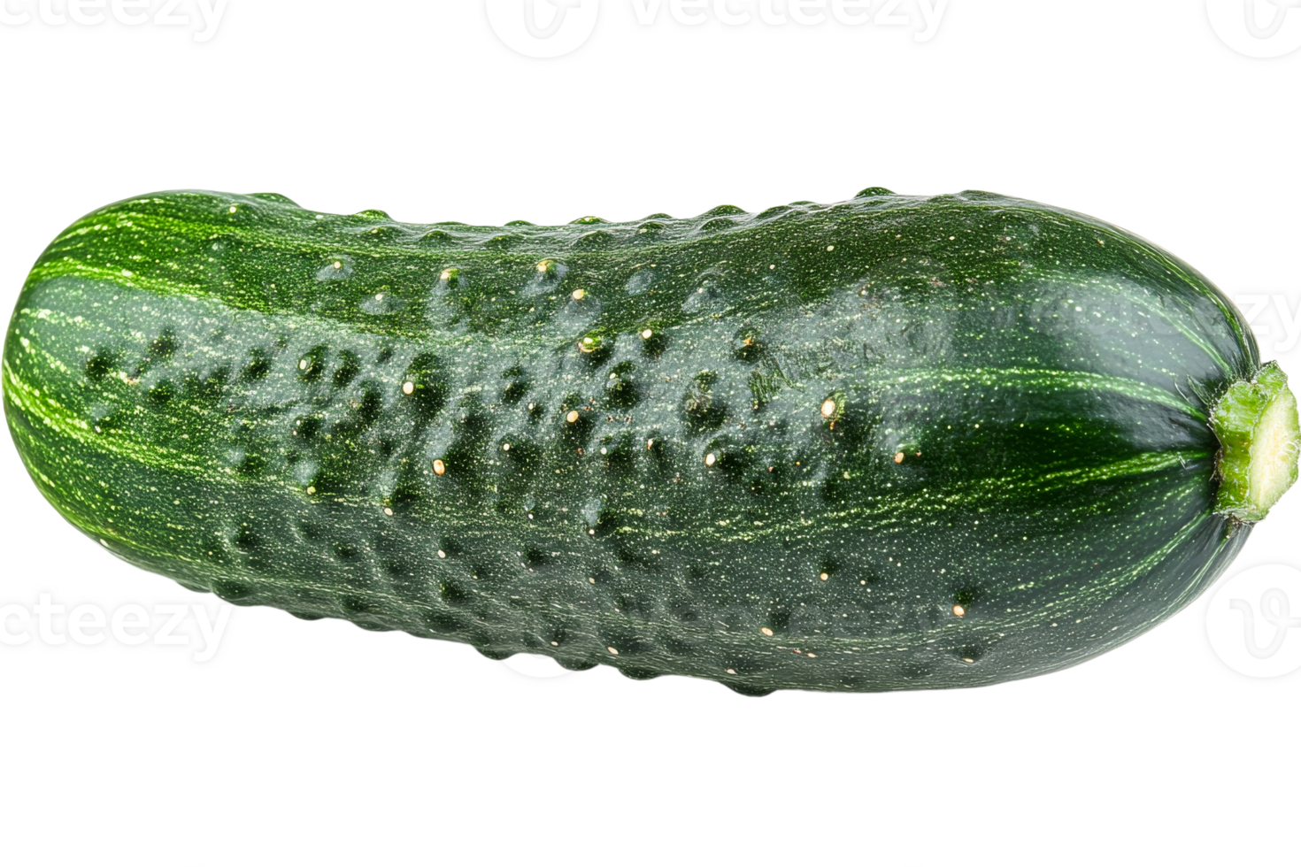 Fresh green cucumber resting on a white background png