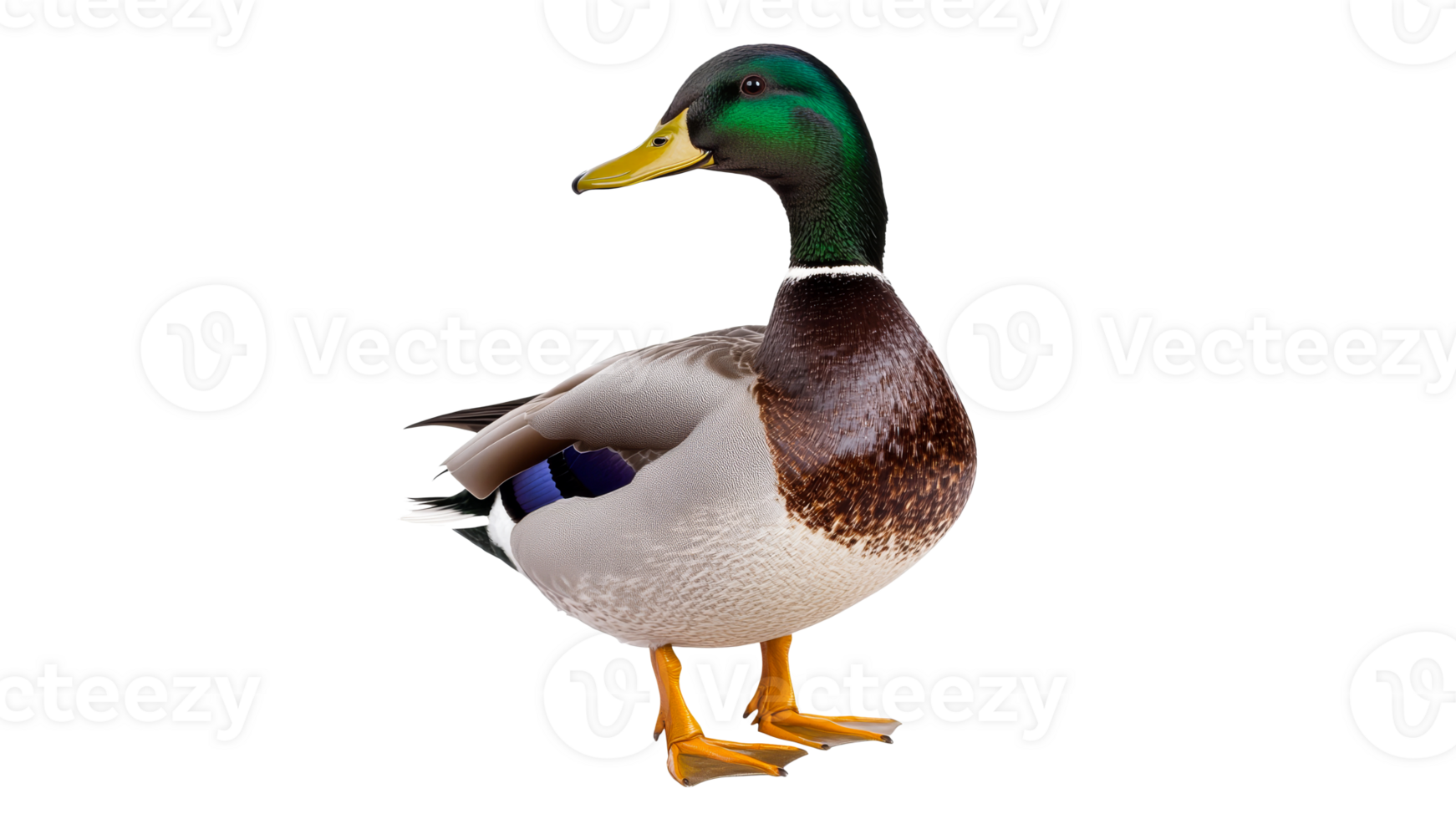 Mallard duck standing on white background png