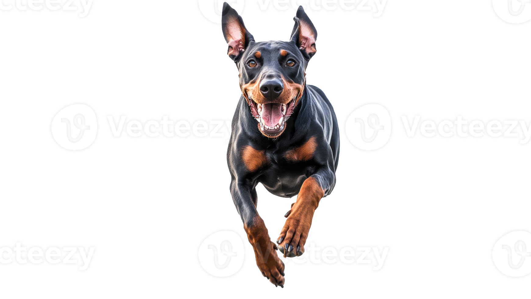 Energetic dog running joyfully in open space png