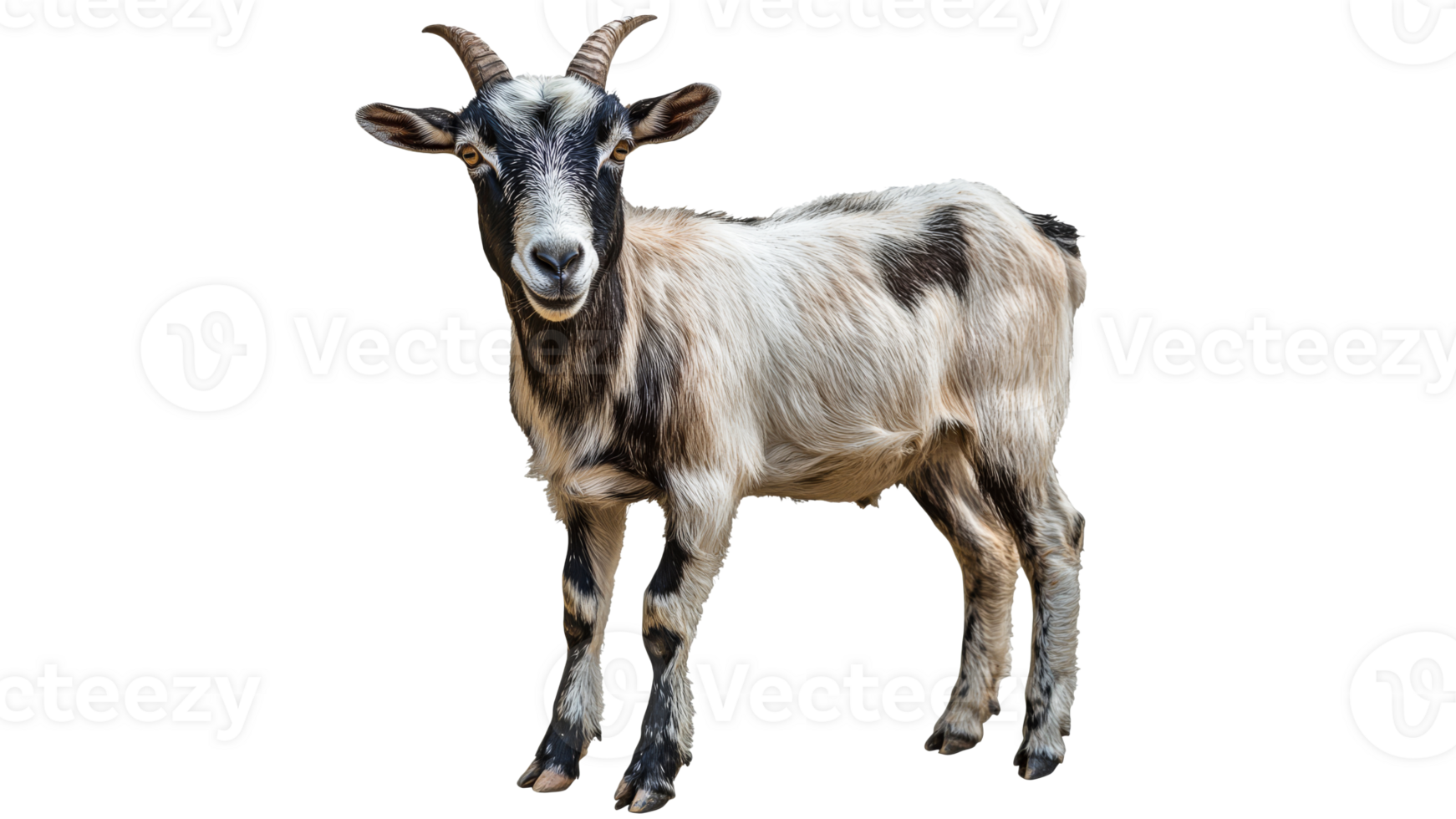 Playful goat standing in a bright environment png