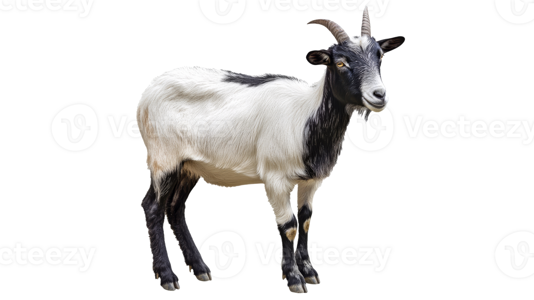 Black and white goat standing on a farm png