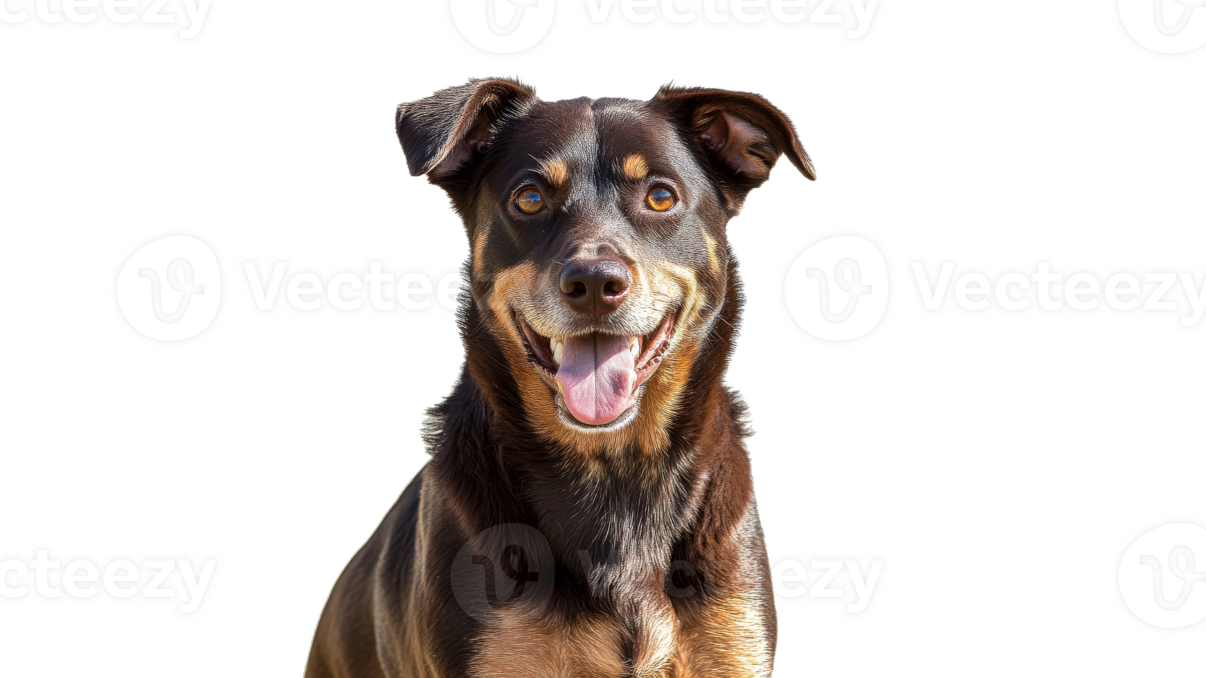 Happy dog with a joyful expression in sunlight png