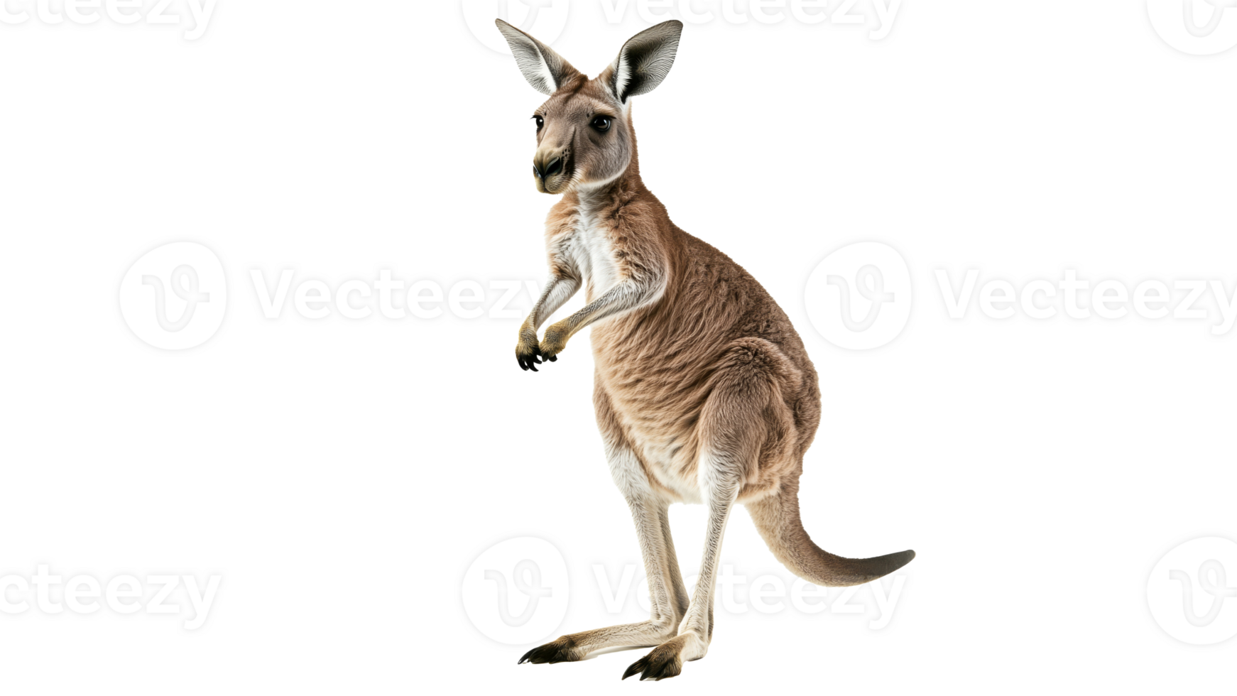 Kangaroo standing upright in a natural pose isolated transparent png
