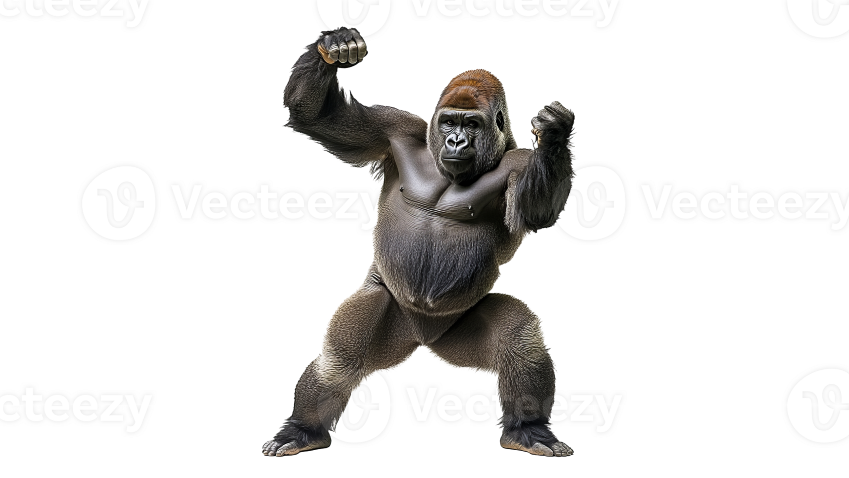 Gorilla showcasing strength in a powerful stance png