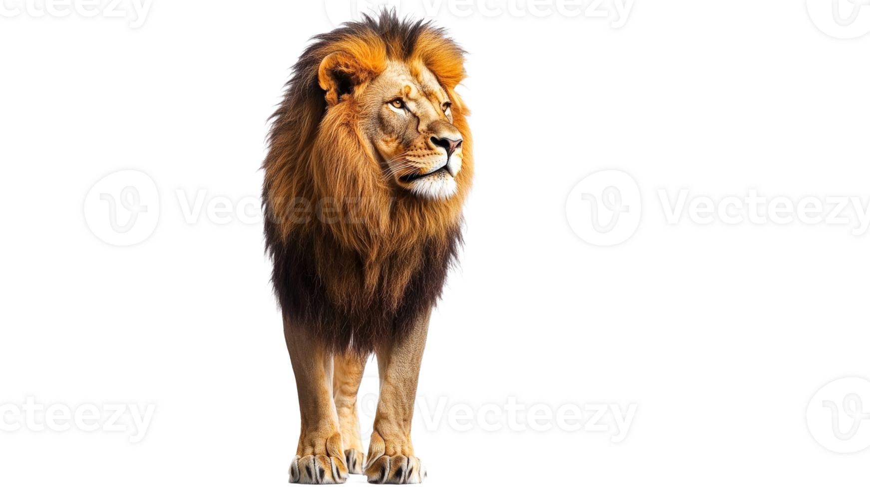 Majestic lion standing in bright light png