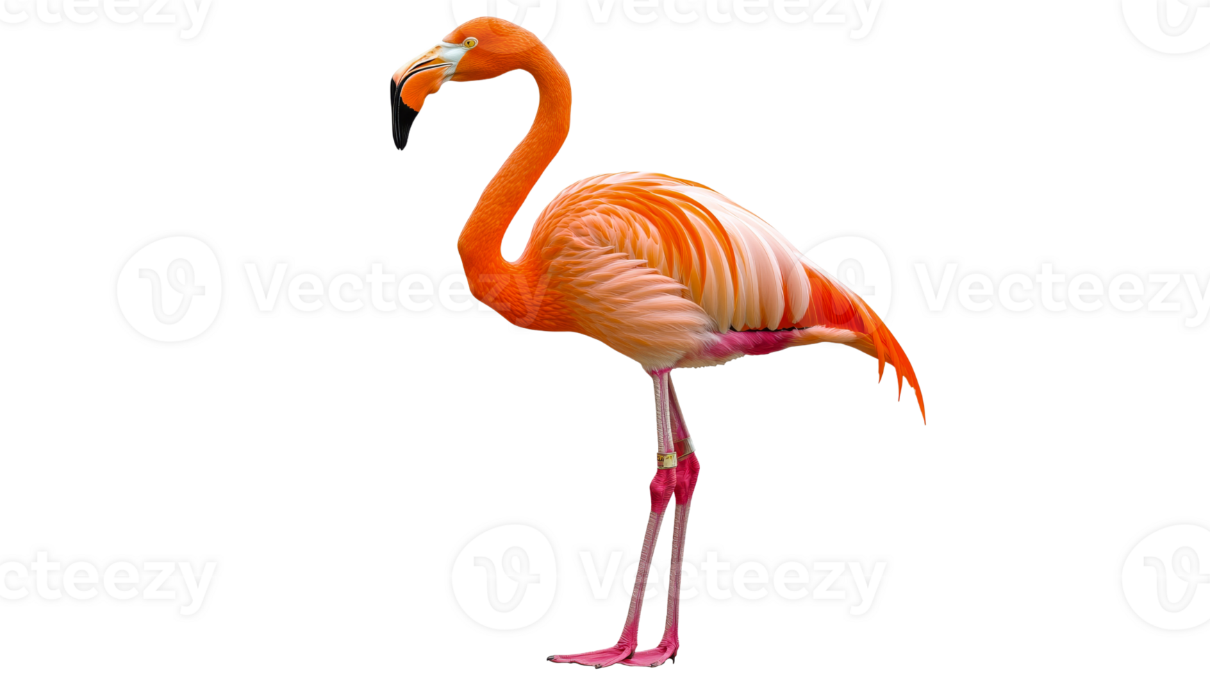 Flamingo on one leg in the sun png