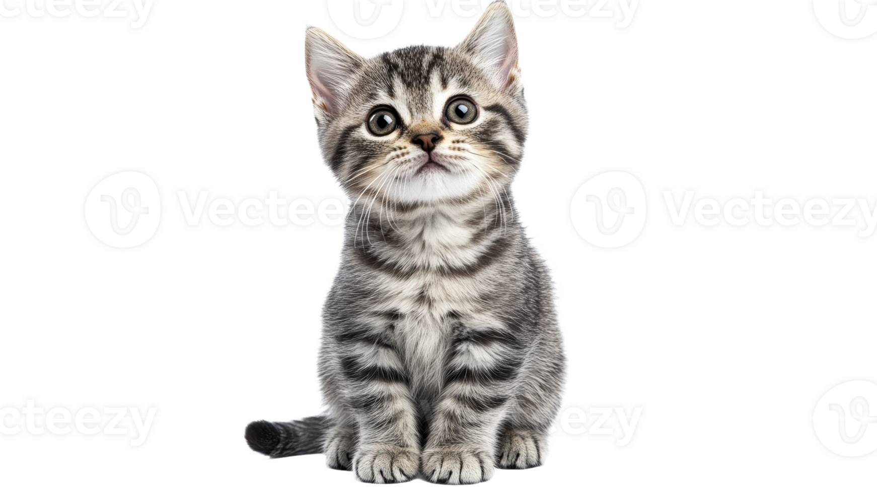 Cute kitten with expressive eyes sitting calmly transparent png