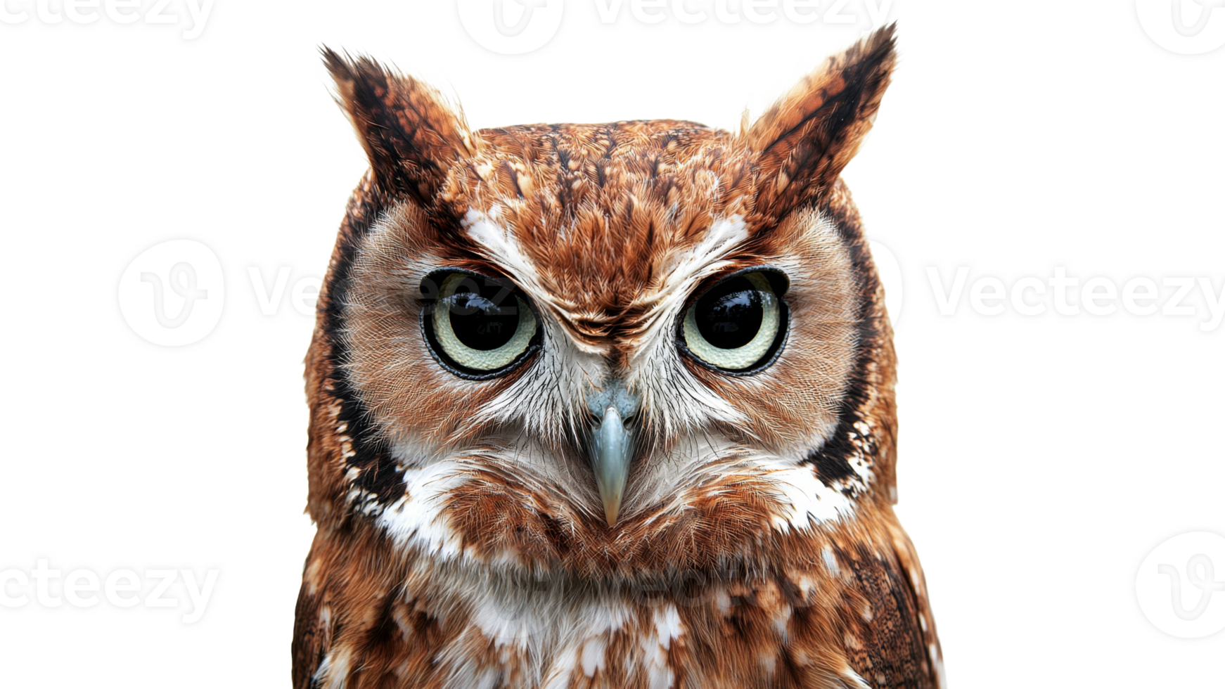 Brown owl with striking features stares intently png