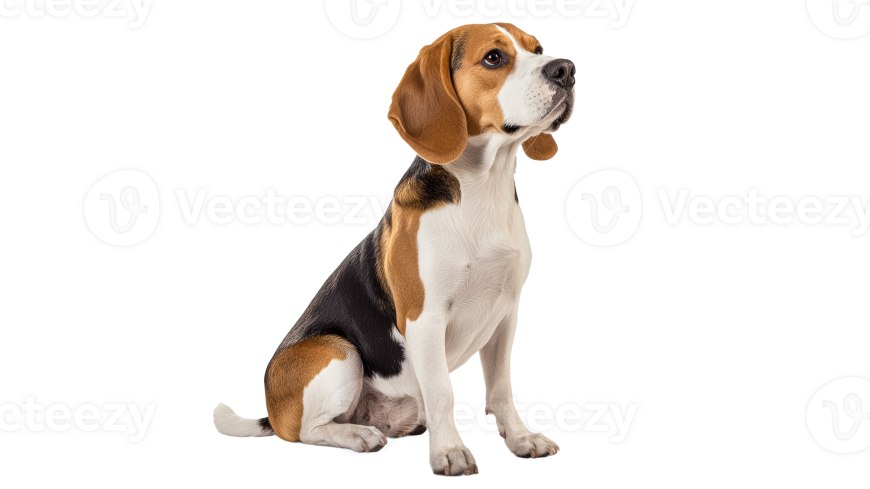 Beagle poised against white backdrop png